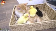 Утята и Цыплята - Кошки и котята (177) Хвостики да Усики ❣️🐥🐈