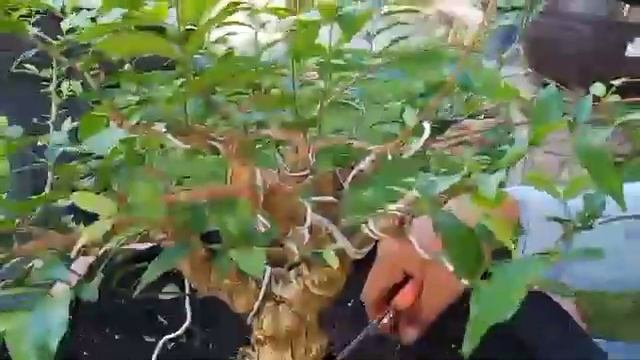 Update Hasil Pecah Akar Bonsai Anting Putri