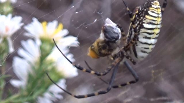 Banded Argiope with Prey on Asters