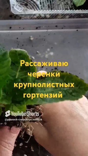 Рассаживаю черенки крупнолистных гортензий