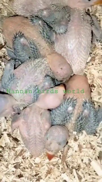 chicks of green raw parrot #chick #raw #green #parrot #shorts #subscribe #shortsvideo #trending