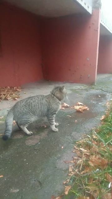 Котик домашний на прогулку вышел#shorts #короткие