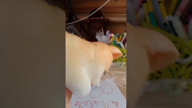 распаковка таба сквиш котика!