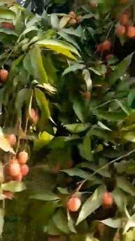 Bihar lichi yammy 😋😋😋😋🍓🍓