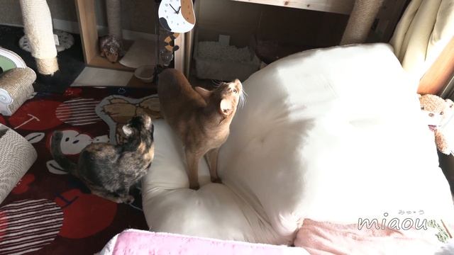 【猫日記】るか失敗して落ちる　Cat diary January, 2019 Luca failed and falls down