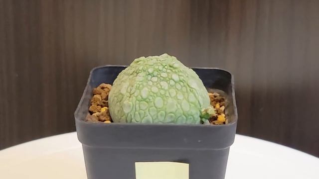 52mm四方凝蹄玉 多肉植物 (n/塊根，象牙宮，龜甲龍)