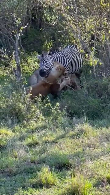 Lions Hunting a Zebra #shorts #youtubeshorts #lion #zebra