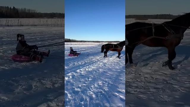 Обучение лошади.Онлайн ученики Horse Familу.Езда на тюбинге