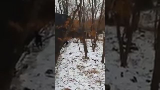 Амур и Тимур