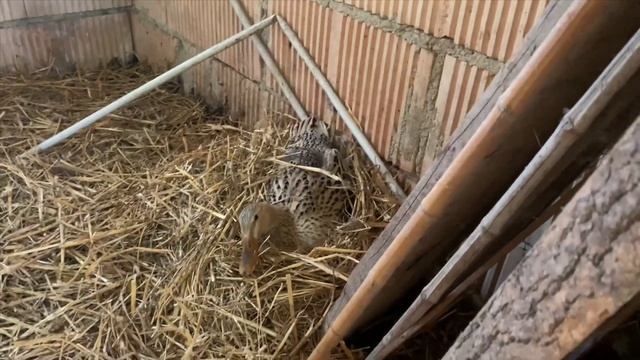 Duck egg incubation