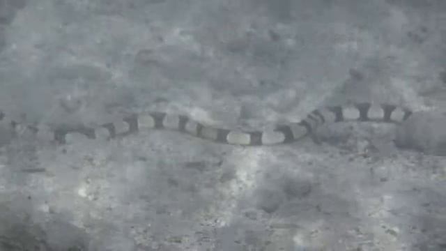 Oxyuranus microlepidotus - Белчера