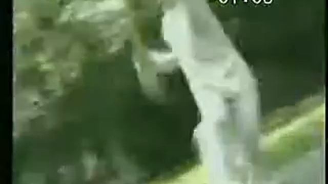 Дадао (Алебарда) (23).flv
