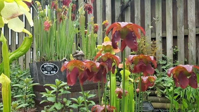 Sarracenia Flowers around the Pond