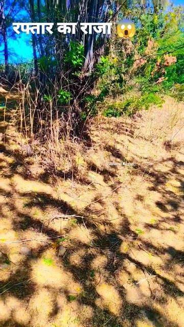 Speed 🚅 King Glossy bellied racer 🐍