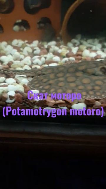 Скат моторо (Potamotrygon motoro)