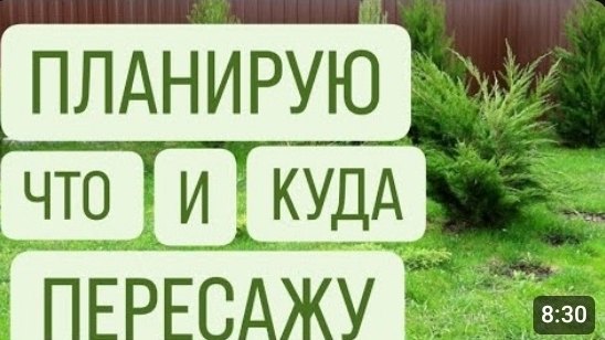 ПЛАНИРУЮ, ЧТО И КУДА БУДУ ПЕРЕСАЖИВАТЬ. 1.04.2024г. БЕЛАРУСЬ, ГОМЕЛЬСКАЯ ОБЛАСТЬ