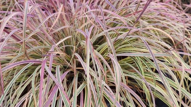 Variegated Little Bluestem (Schizachyrium Shining Star) / Gorgeous, Hardy & EASY Multi-Season Grass