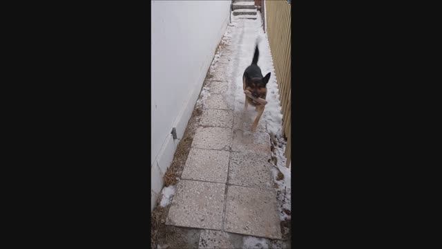Собака. Овчарка. Том...