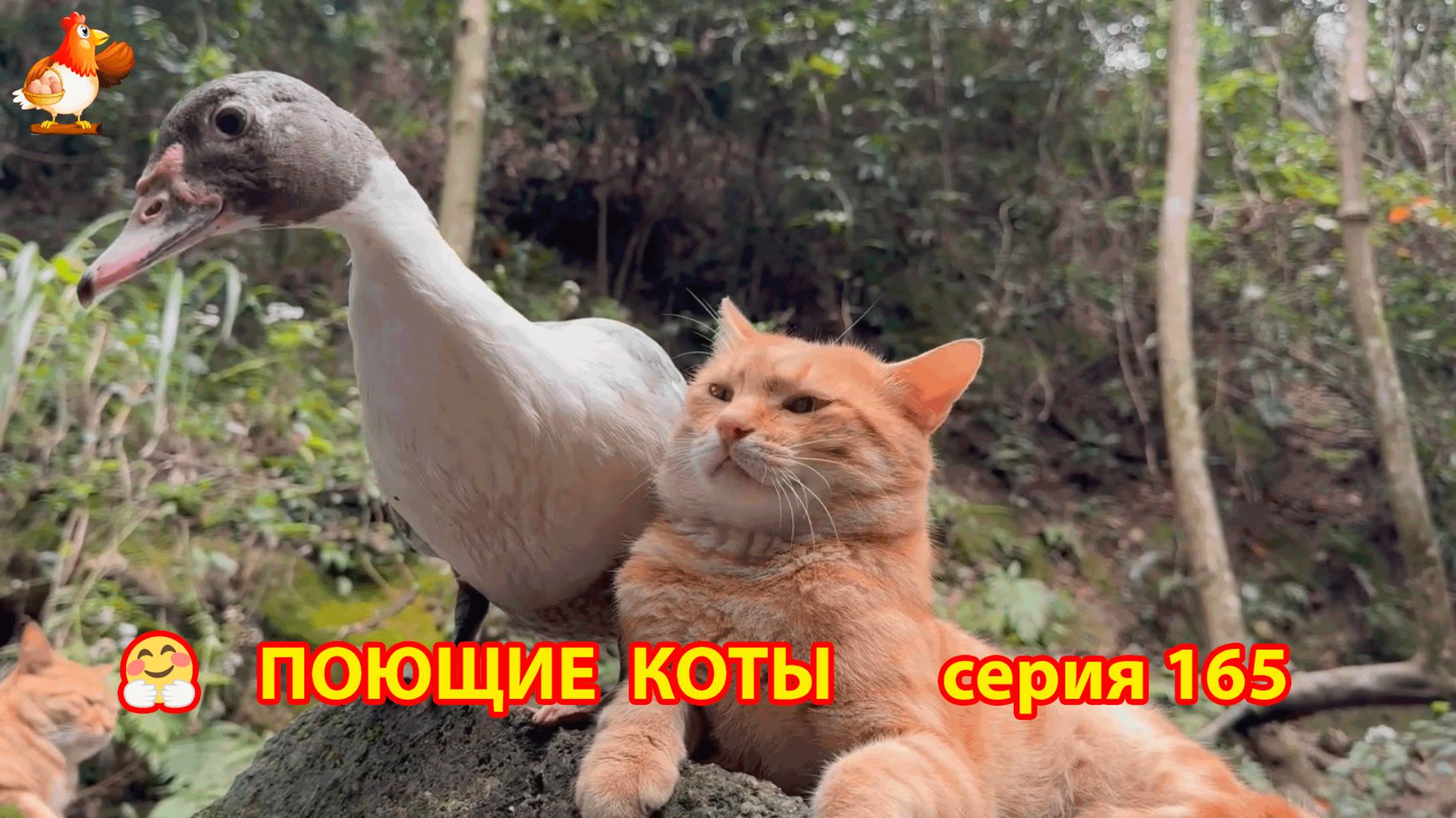 Крутые коты у птичьего двора серия (165) 🐈🐈😹 Природа Абхазии и подворье с птицами и животными ❣
