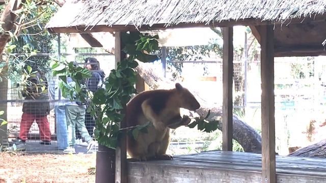 Tree Kangaroo Lunchtime - Featherdale Wildlife Park