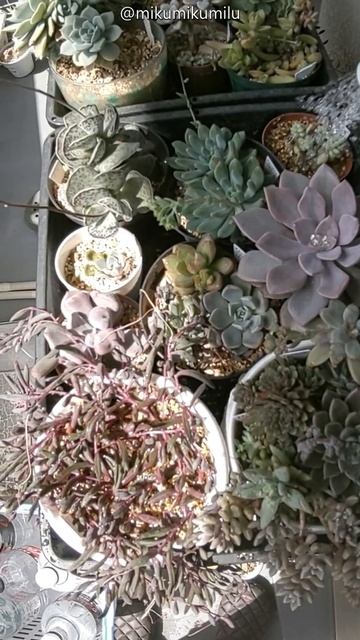 水やり②　20210508　#Shorts #Succulents #多肉植物 #エケベリア #セダム #グラプトベリア