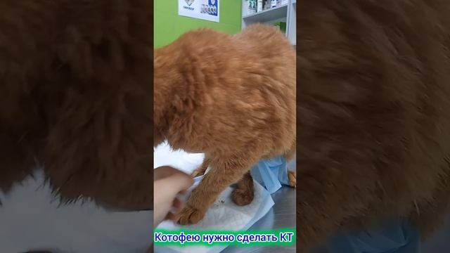 Котофею нужно КТ