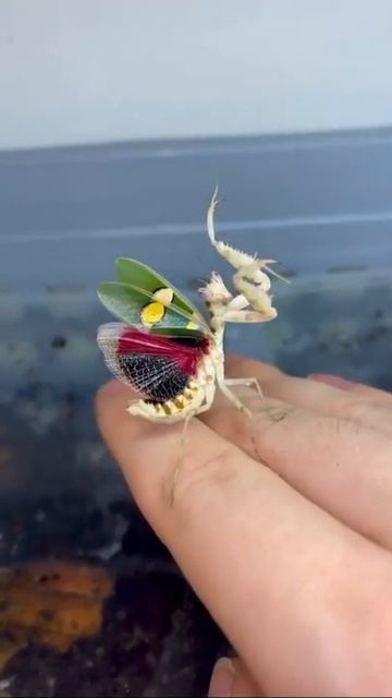 Beautiful mantis.расивый богомол.