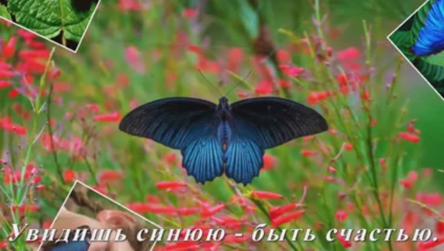 БАБОЧКИ-ГАДАЛКИ. Сергей Чекалин "Всё цветёт"