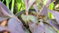 Purple Heart Plant Care in Malayalam | Purple Heart Propagation | AV Vlogs