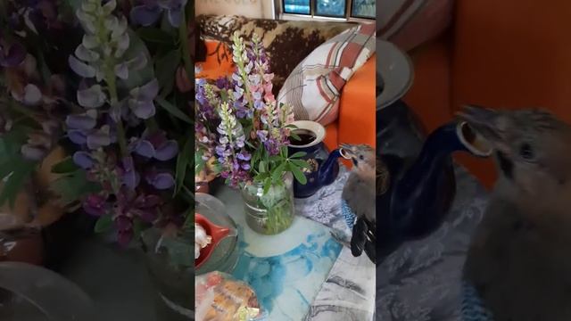 Забавный птенец сойки очень любит везде засунуть свой клюв.