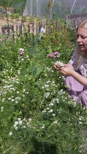 Garten Quick Tipp - Kamille @gartengemuesekiosk #shorts