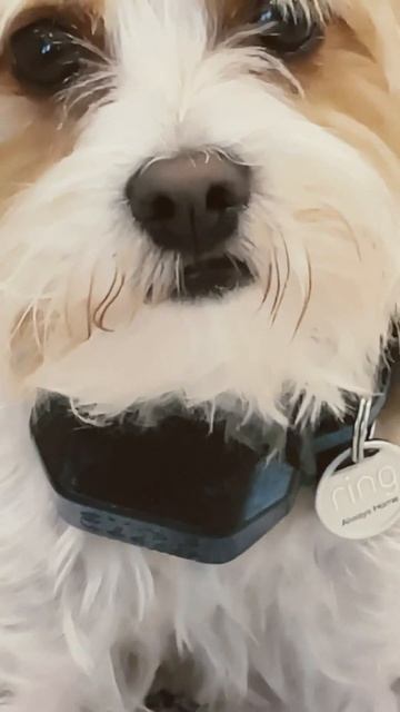 He has a little curled lip #puppy #pets #doglife #cute #dog #morkie