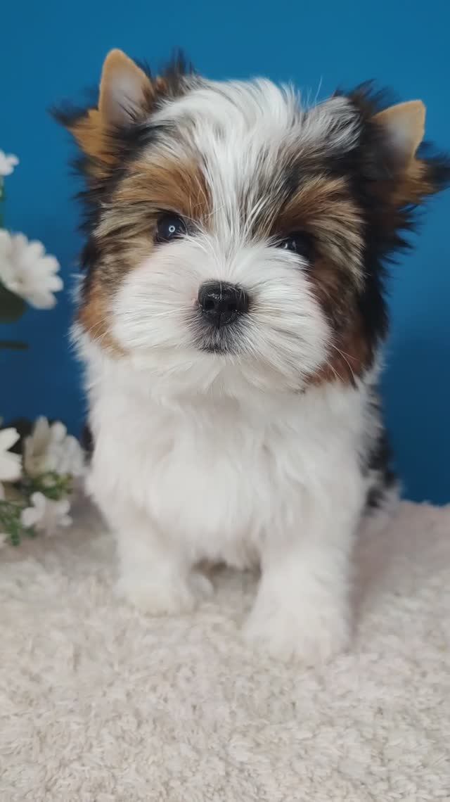 Бивер, мини мальчик