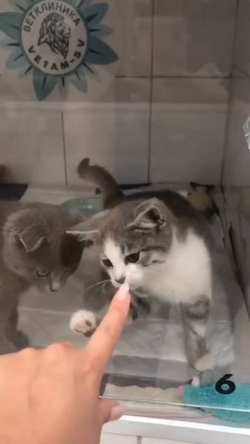 Котята обрели свой дом! На время остались в гостинице, чтобы сдать все анализы на паразитов