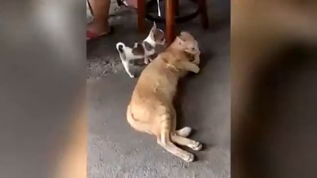 Тренируйся на кошках