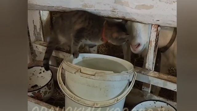 Тяжелая жизнь у кошки на ферме.
