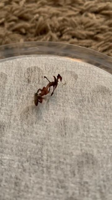 Hurt Ghost Mantis Eating/Phyllocrania paradoxa