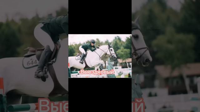 Типы лошадей Шляйх  под седлом!