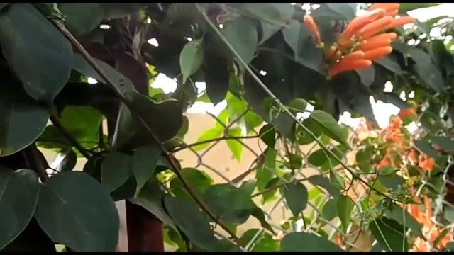 How to care Trumpet flame vine in Malayalam