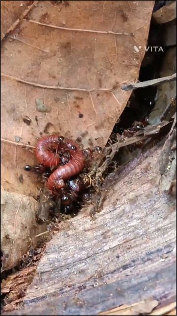 millipede vs carebara ants