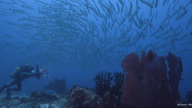 Barracuda Point Tami Island Feb 2023