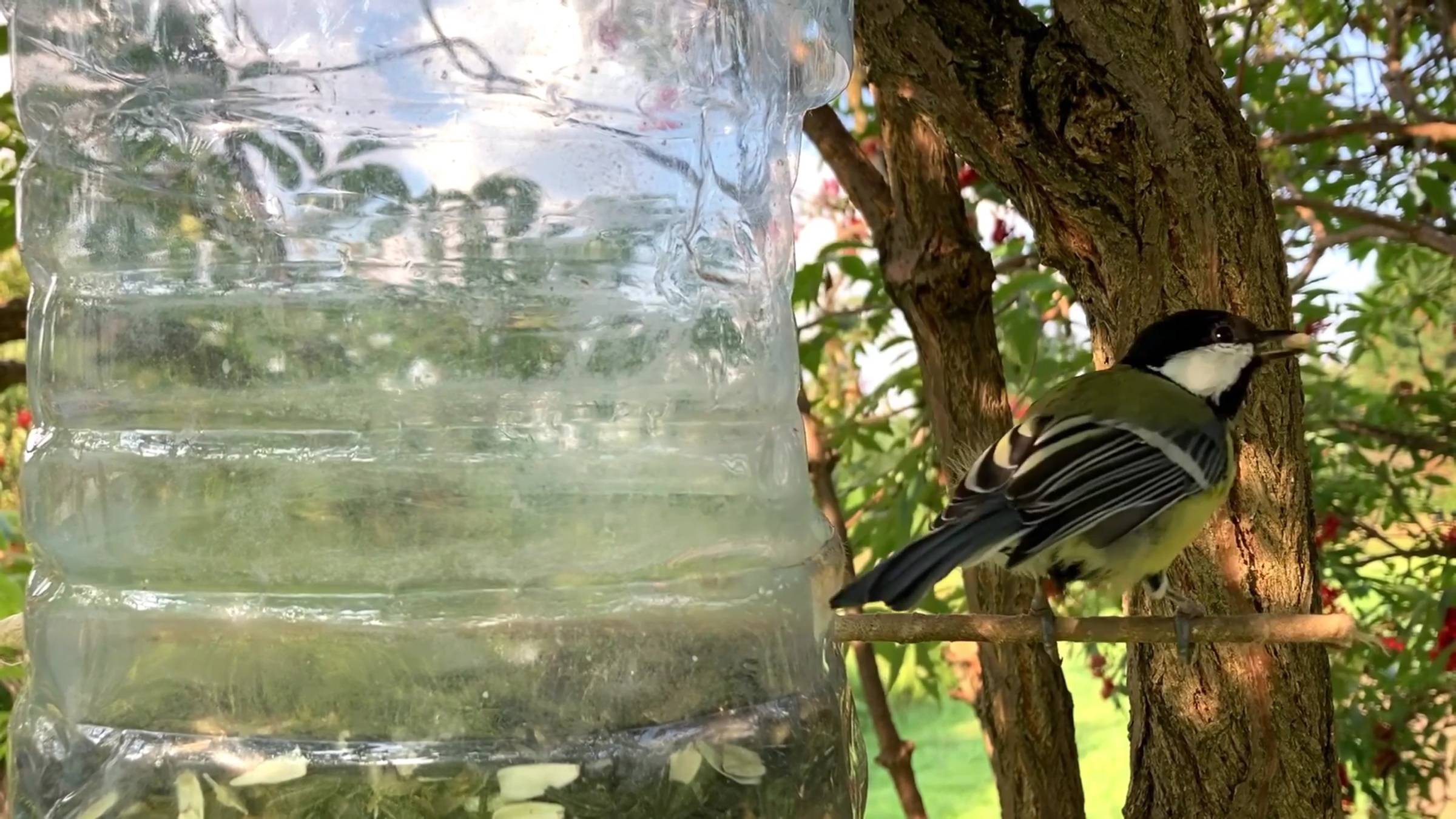 Птицы Зеленушки, Синицы, Поползни. Часть 28