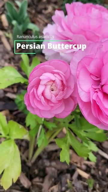 Buttercup blooms #ranunculus #springflowers