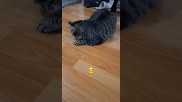 КОГДА РАССЫПАЛИ КОШАЧЬЮ МЯТУ: