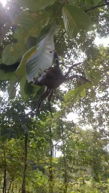 wow! o my god crab on the tree 😱| funny video #funnyshorts #youtube #shorts