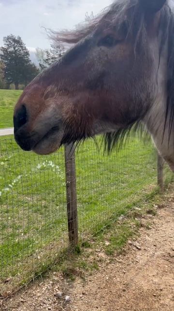 Warm Spring Day #brabant  Follow this horse on FB @AKHAspen