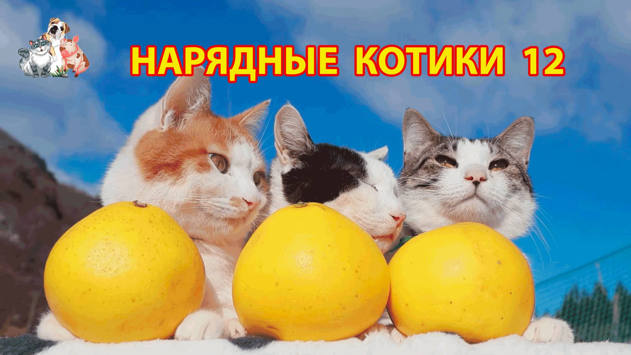 Нарядные Котики расслабляются на солнышке 🌞 🐈🐈⬛🐈 (12)