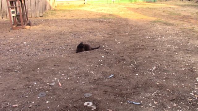 КОТИК   ВАСЬКА  2серия