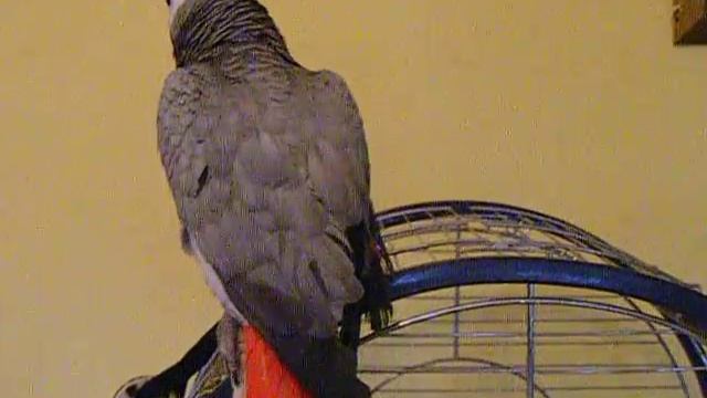 Parrott sayn bad words