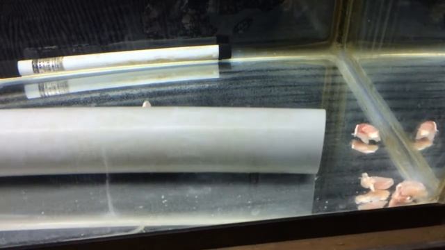 フィリピン鰻の餌食い。Anguilla Bicolor Pacifica【インドネシア企業とビジネスをしよう！！】